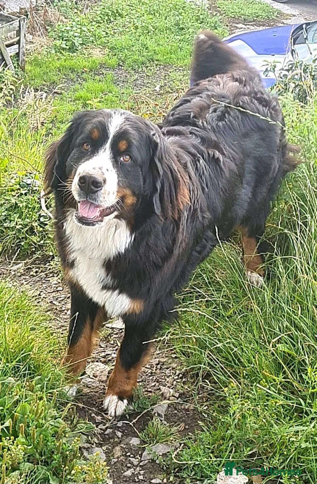 Bernese Mountain Dog dogs for sale: Kc reg Bernese girl - Advert 1