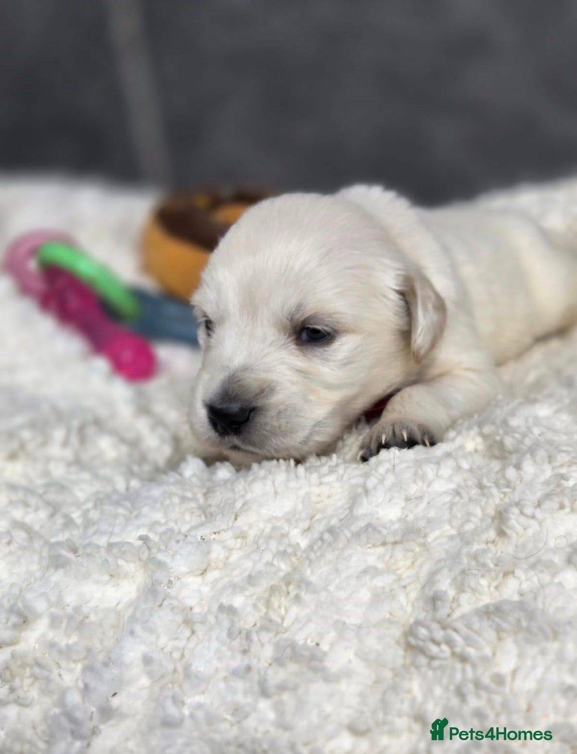 Golden Retriever dogs Beautiful kc golden retriever pups - Advert 5