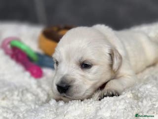 Golden Retriever dogs Beautiful kc golden retriever pups - Advert 5