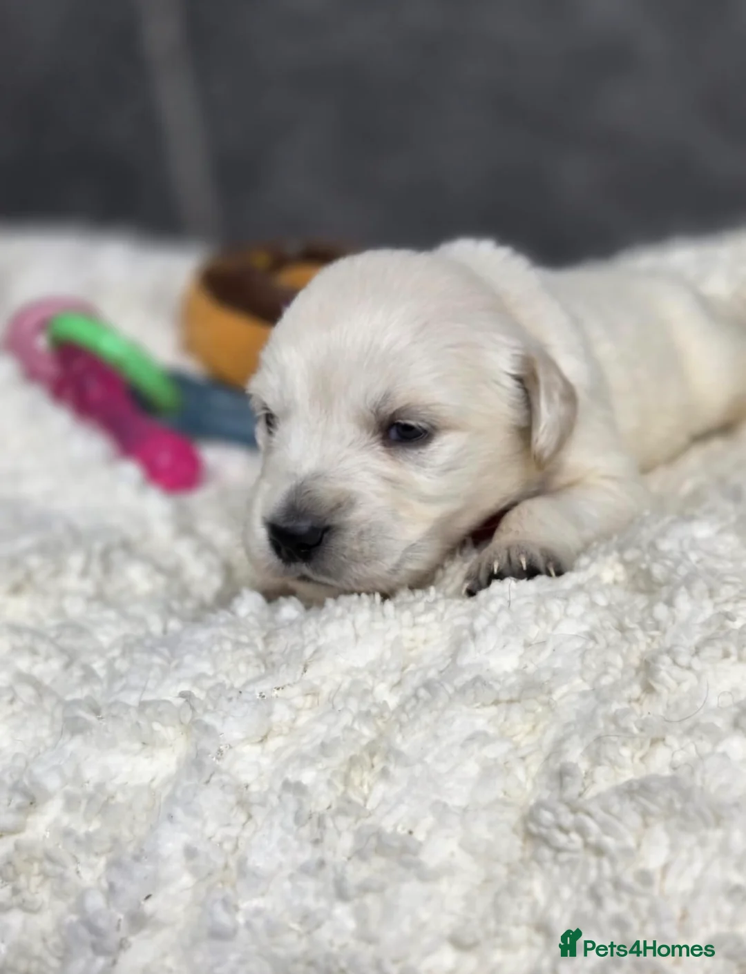 Golden Retriever dogs for sale: Beautiful kc golden retriever pups - Advert 23