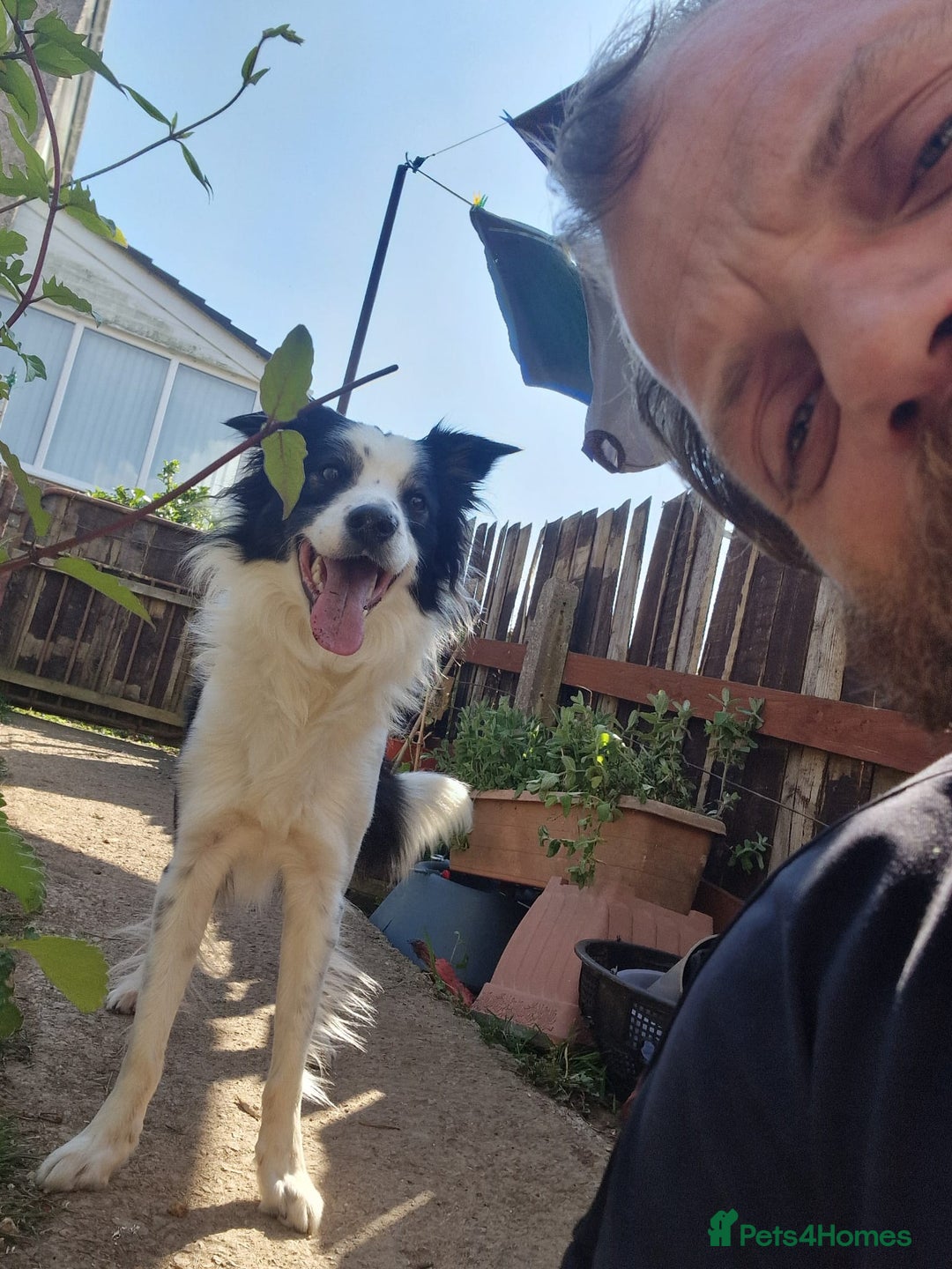 Mixed Breed dogs for sale: Staffy-Lurcher CROSS Border Collie  - Advert 4