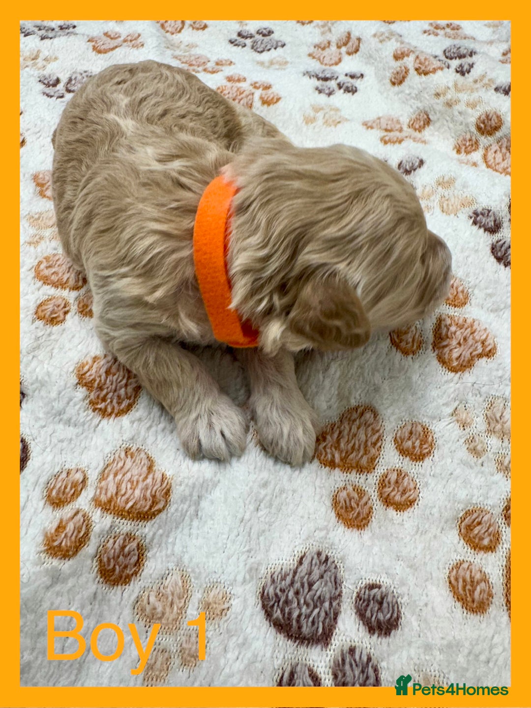 Cockapoo dogs for sale: Outstanding F1b Cockapoo Fully Health Tested  - Advert 16