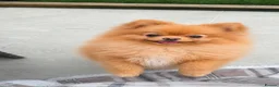 Pomeranian dogs for sale: Stunning White Female Pomeranian Puppy Available - Advert 13