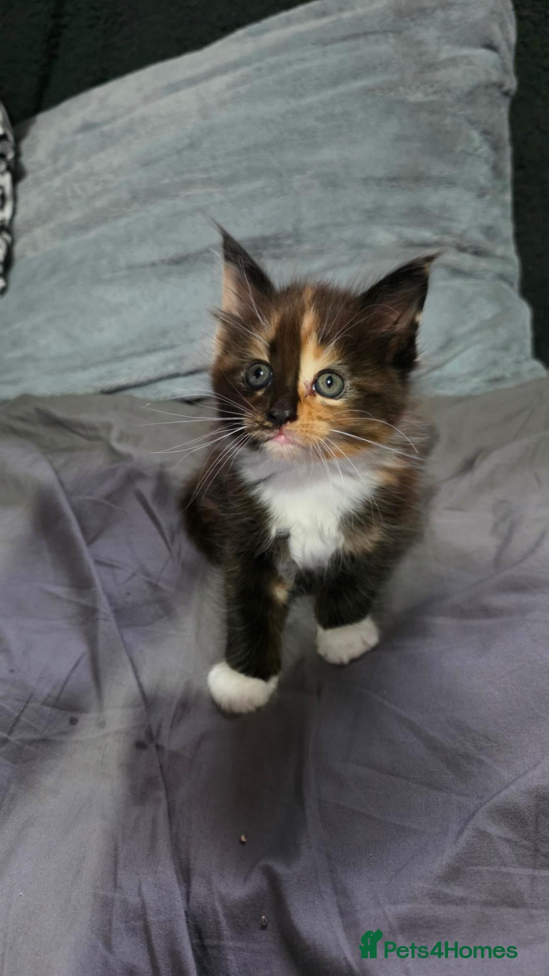 Maine Coon cats Maine Coon kittens for sale £1000 - Advert 9