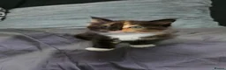 Maine Coon cats for sale: Maine Coon kittens for sale £1000 - Advert 1