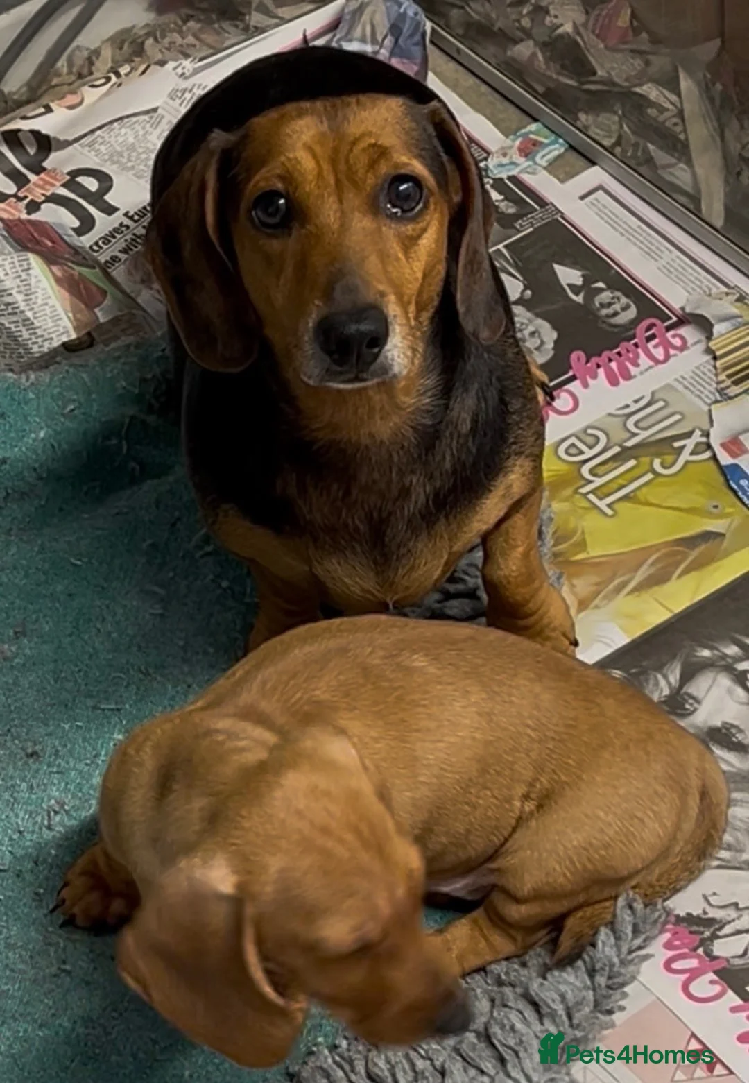 Miniature Dachshund dogs for sale: Stunning miniature dachshund boy  - Advert 3