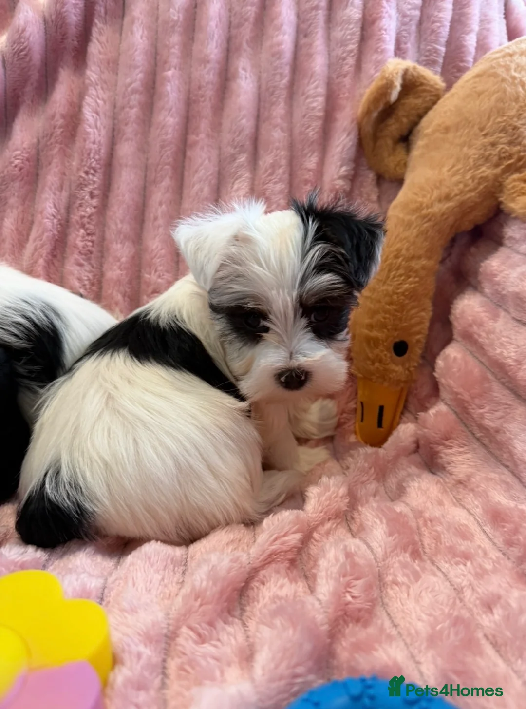 Yorkshire Terrier dogs for sale: Miniature Yorkshire Terrier Puppies  - Advert 23