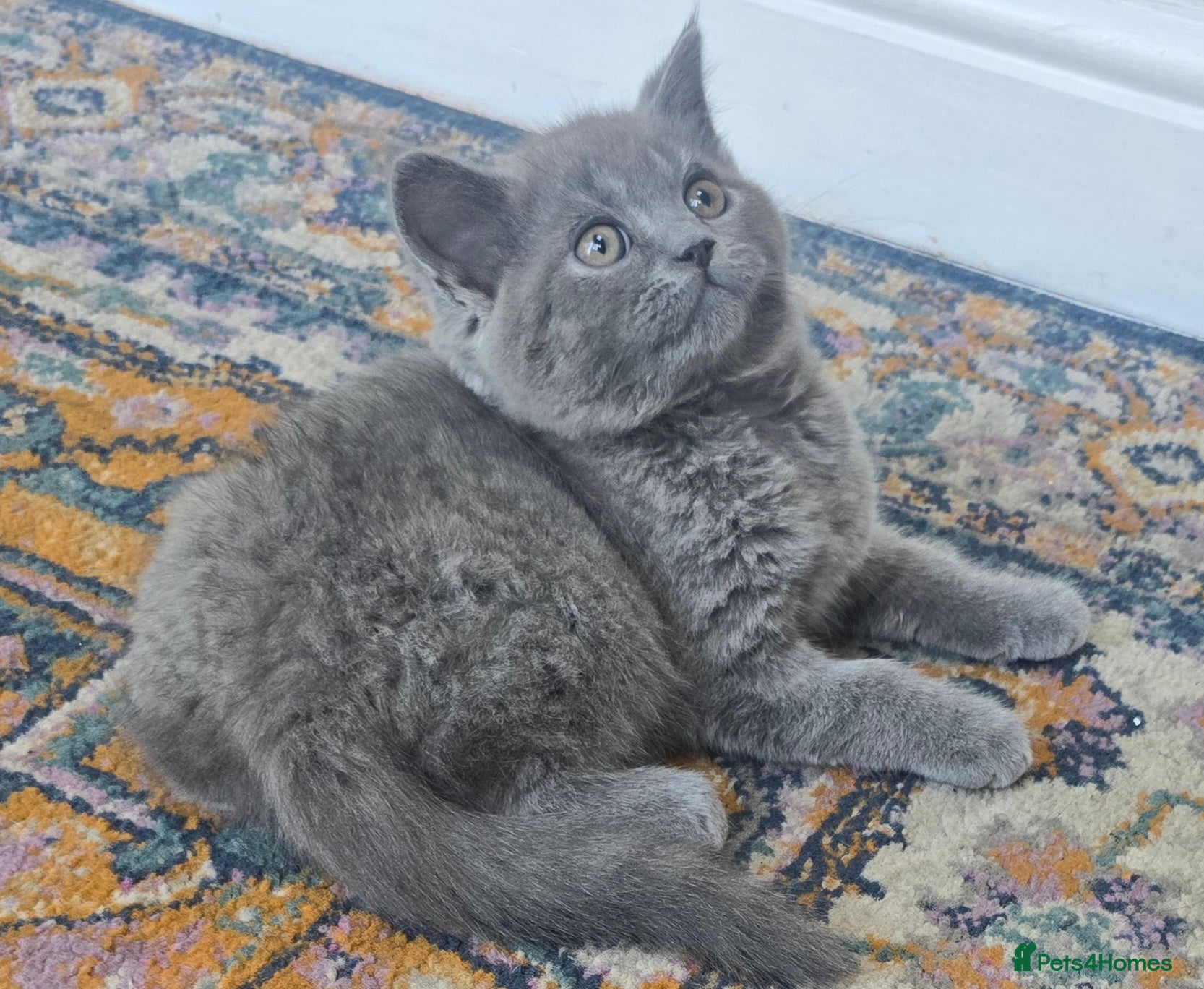 British Shorthair cats Gorgeous Cute British Short Hair Kittens - Advert 2