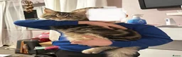 Maine Coon cats for sale: Male Maine Coon - Advert 2