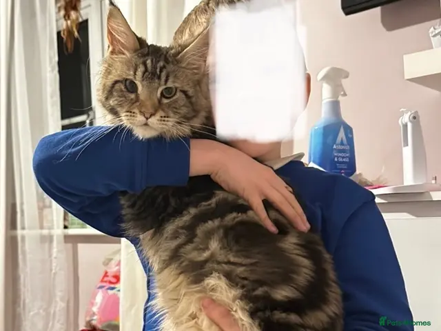 Maine Coon cats for sale: Male Maine Coon - Advert 2