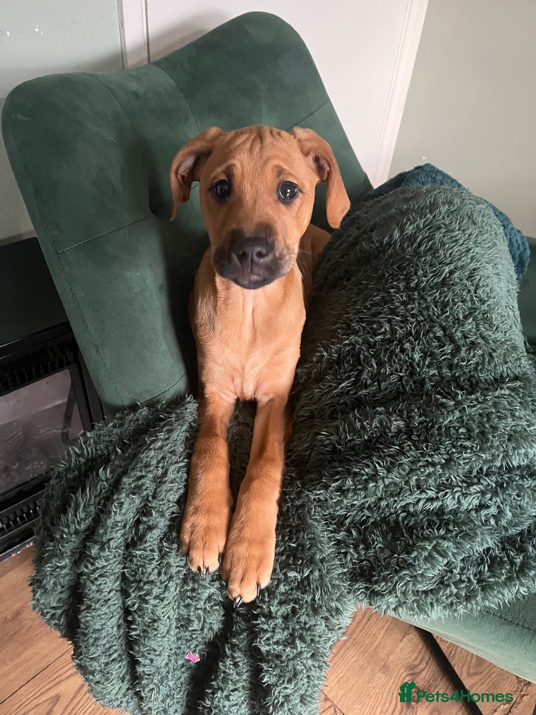 Springador dogs for sale: Lab mix puppy  - Advert 1