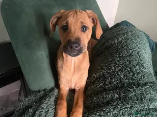 Springador dogs Lab mix puppy - Advert 14