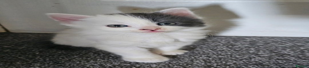 Mixed Breed Kitten 4