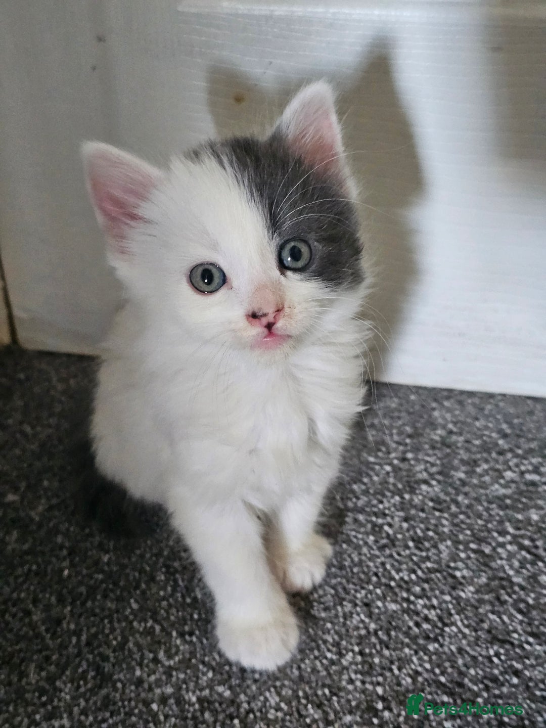 Mixed Breed cats for sale: Gorgeous fluffy kittens.READY NOW - Image 4