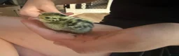Quail poultry for sale: 6 Quails - rehoming - 6 weeks old in Beckenham - Advert 6