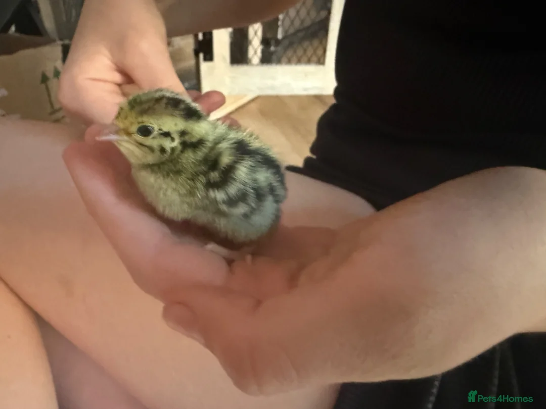 Quail poultry for sale: 6 Quails - rehoming - 6 weeks old in Beckenham - Advert 6