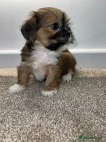 Lhasa Apso dogs 2 beautiful Lhasa babies! - Advert 3