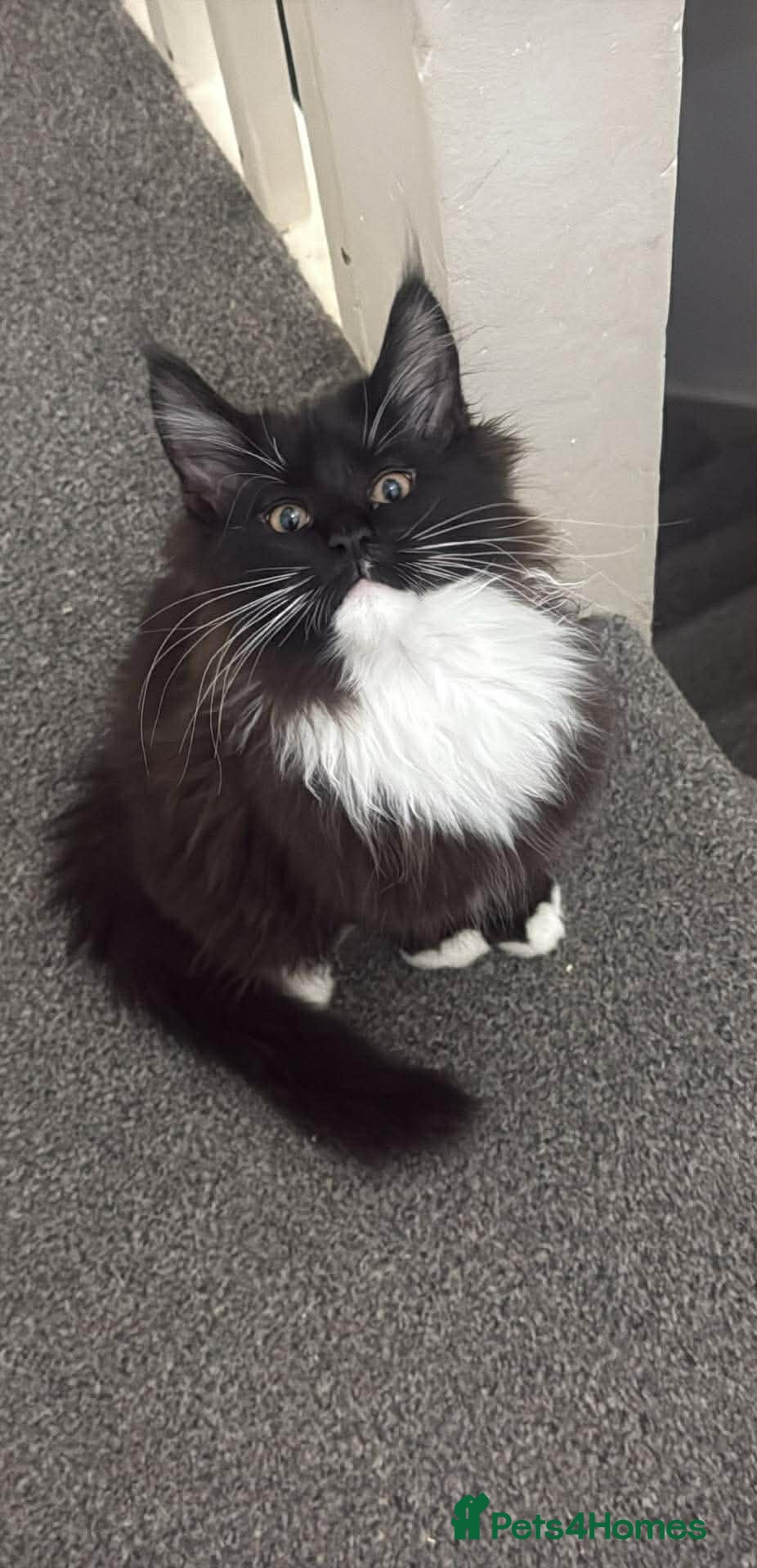 Maine Coon cats Stunning Pedigree Maine Coon Kittens for Sale - Advert 8