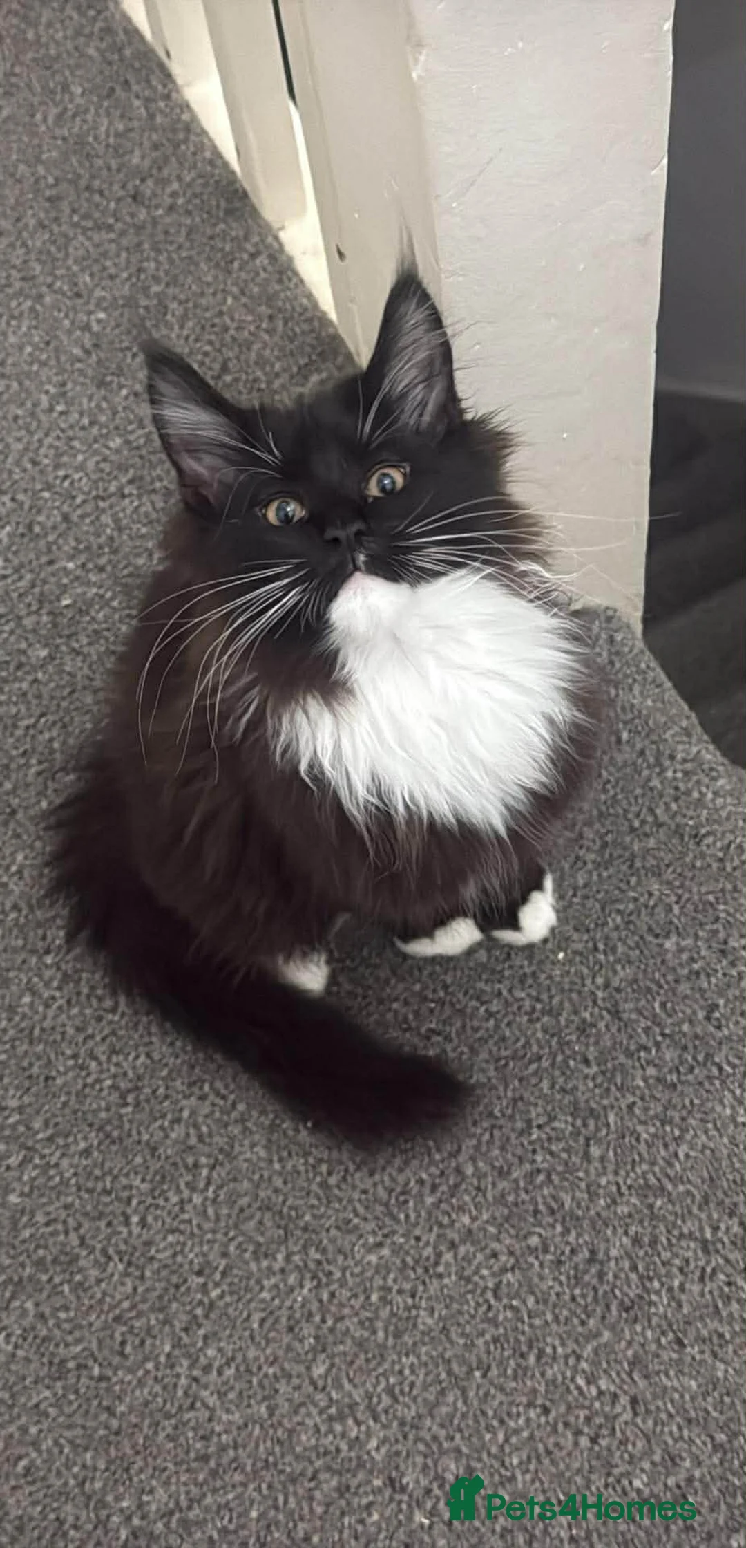 Maine Coon cats for sale: Stunning Pedigree Maine Coon Kittens for Sale - Advert 1