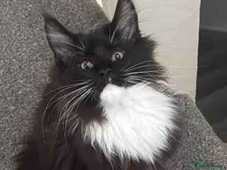 Maine Coon cats Stunning Pedigree Maine Coon Kittens for Sale - Advert 8