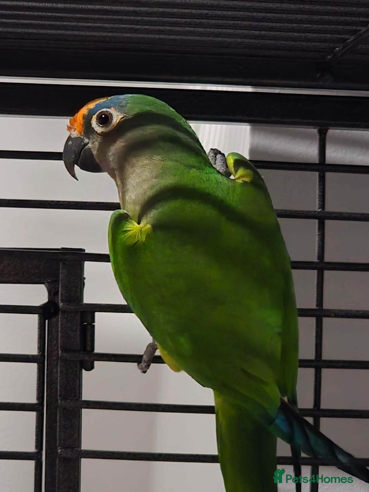 Conures birds Male peach fronted counre - Advert 1