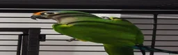 Conures birds for sale: Male peach fronted counre - Advert 1