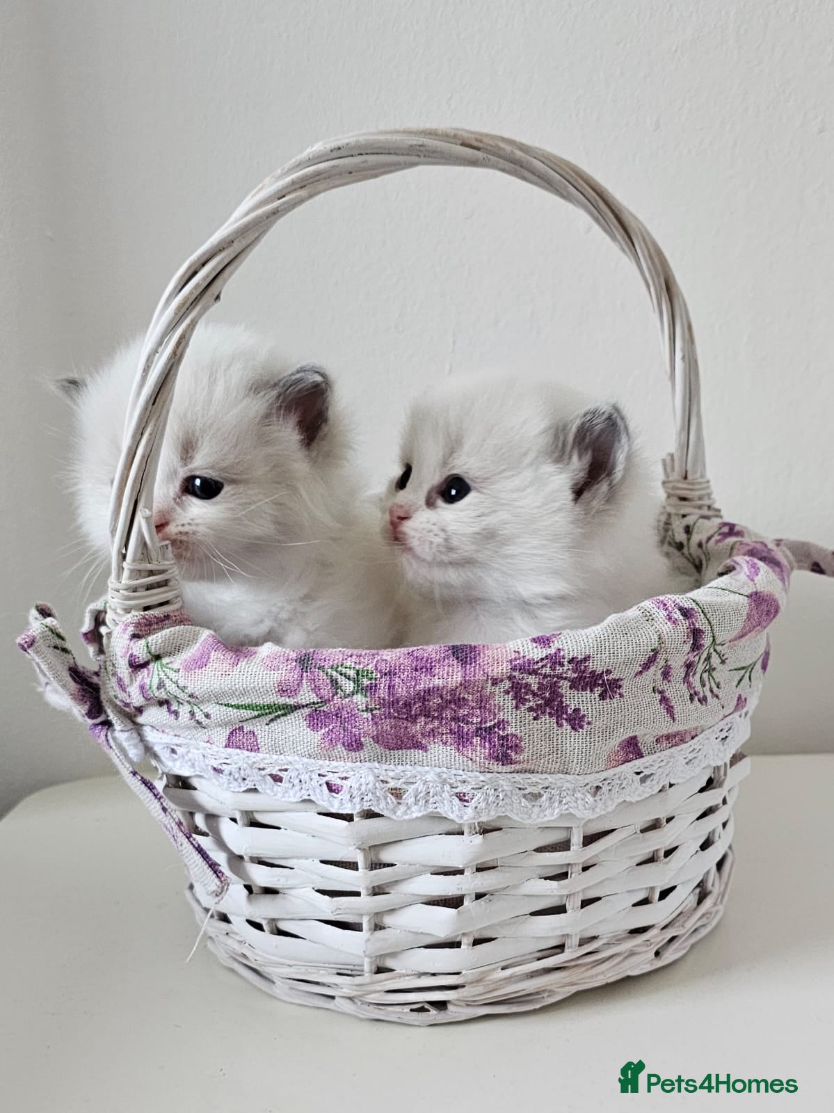 Ragdoll cats Ragdoll kittens  - Advert 18