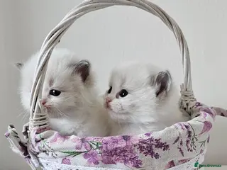 Ragdoll cats Ragdoll kittens - Advert 18
