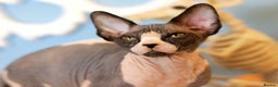 Sphynx cats for sale: Bloodline Sphynx Kittens  - Advert 2