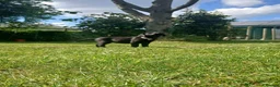 Labrador Retriever dogs for sale: KC Working Labrador puppies - Advert 8