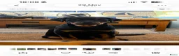 Rottweiler dogs for sale: 6 month old male rottweiler in Gloucester - Advert 3