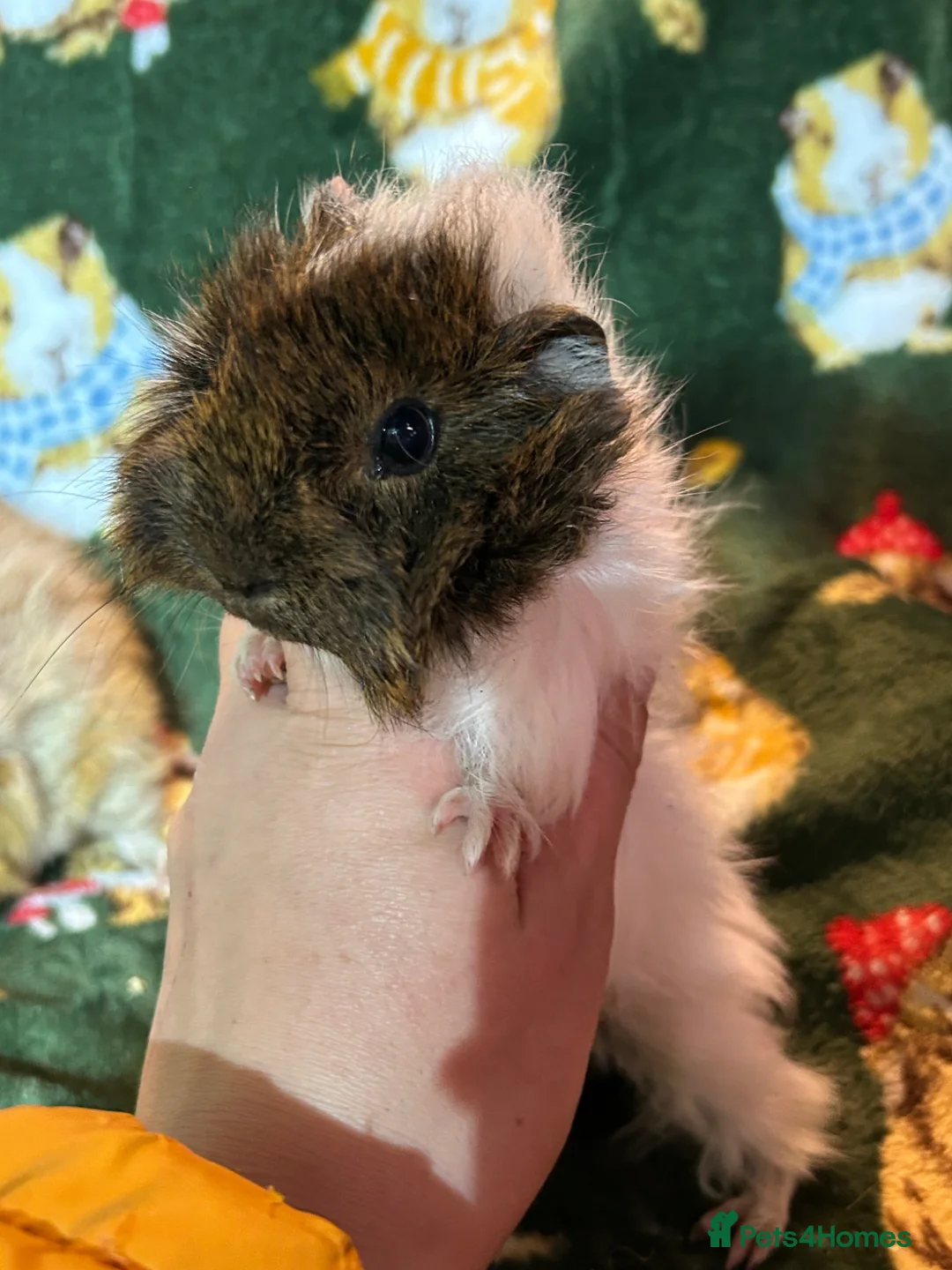 Guinea Pig rodents for sale: Beautiful baby female Guineapigs for sale - Advert 2