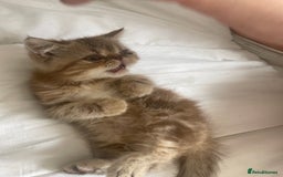 Exotic cats for sale: Female exotic Persian  - Image 7