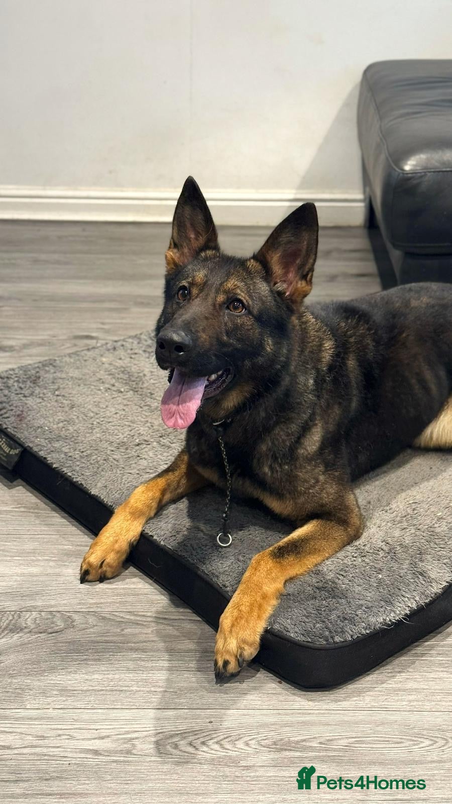 German Shepherd dogs Czech Import German Shepherd - Advert 1