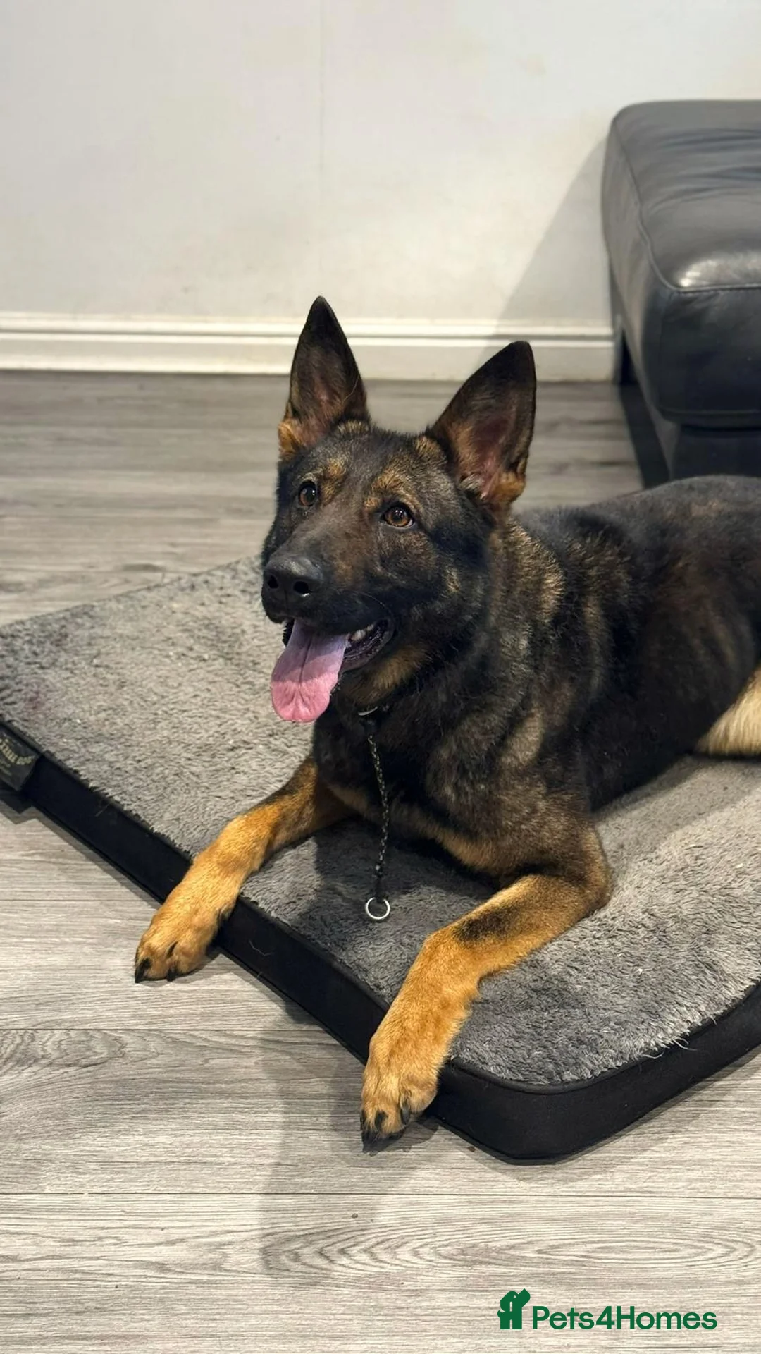 German Shepherd dogs for sale: Czech Import German Shepherd - Advert 1