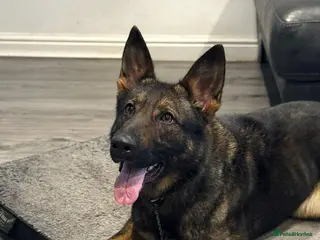 German Shepherd dogs for sale: Czech Import German Shepherd - Advert 1