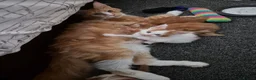 Maine Coon cats for sale: Maine coon kittens  - Advert 8