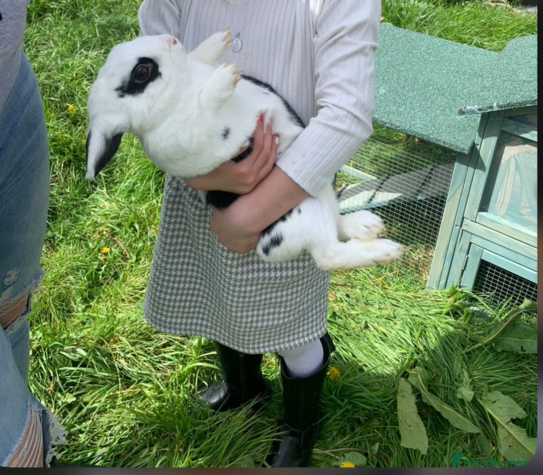 Mixed Breed rabbits for sale: 2 rabbits both girl and boy - Image 3