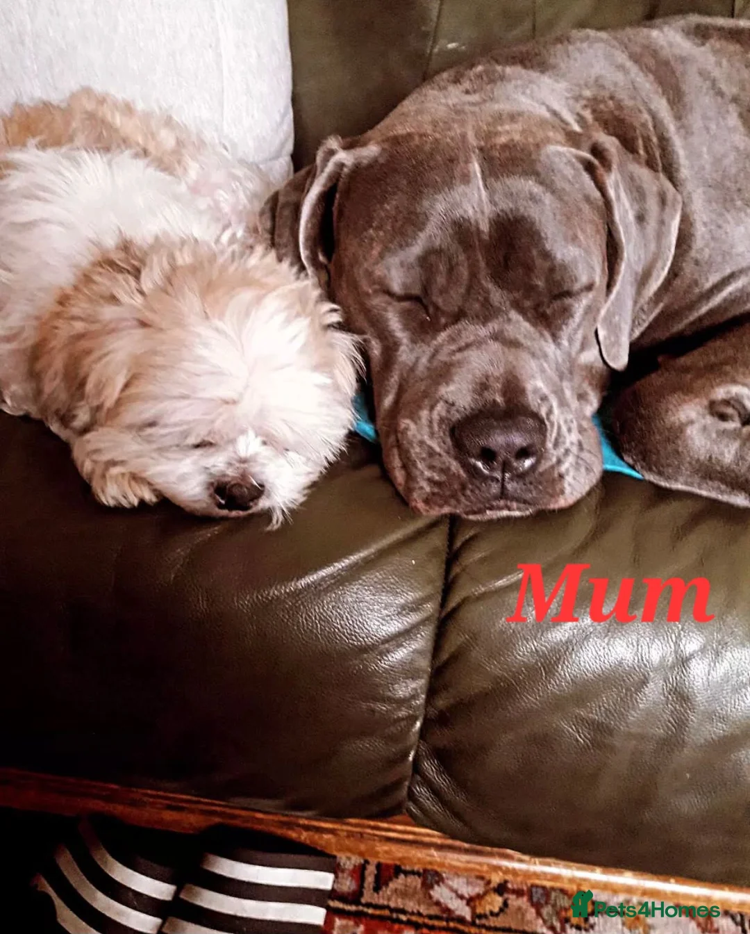 Cane Corso dogs for sale: Stunning 4th Generation Cane Corse Pups  - Advert 15