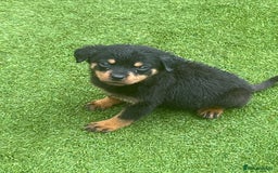 Rottweiler dogs for sale: Rottweilers for sale - Image 10
