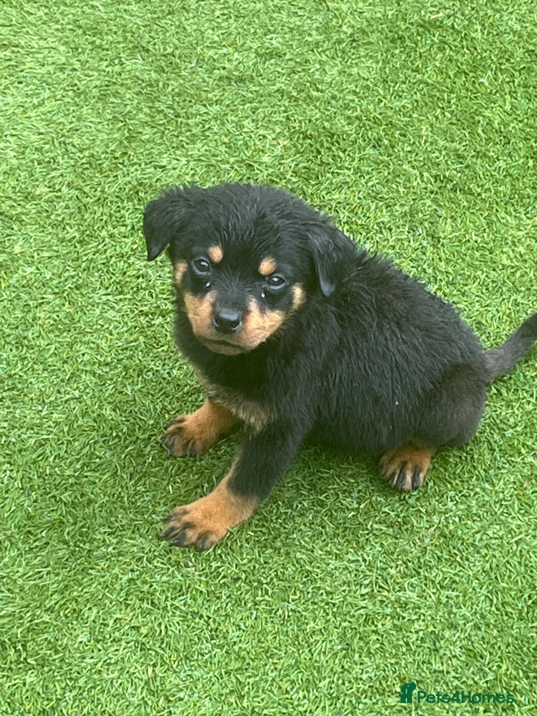 Rottweiler dogs for sale: Rottweilers for sale - Image 10