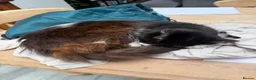 Mixed Breed cats for sale: Asta the Cat - Advert 7