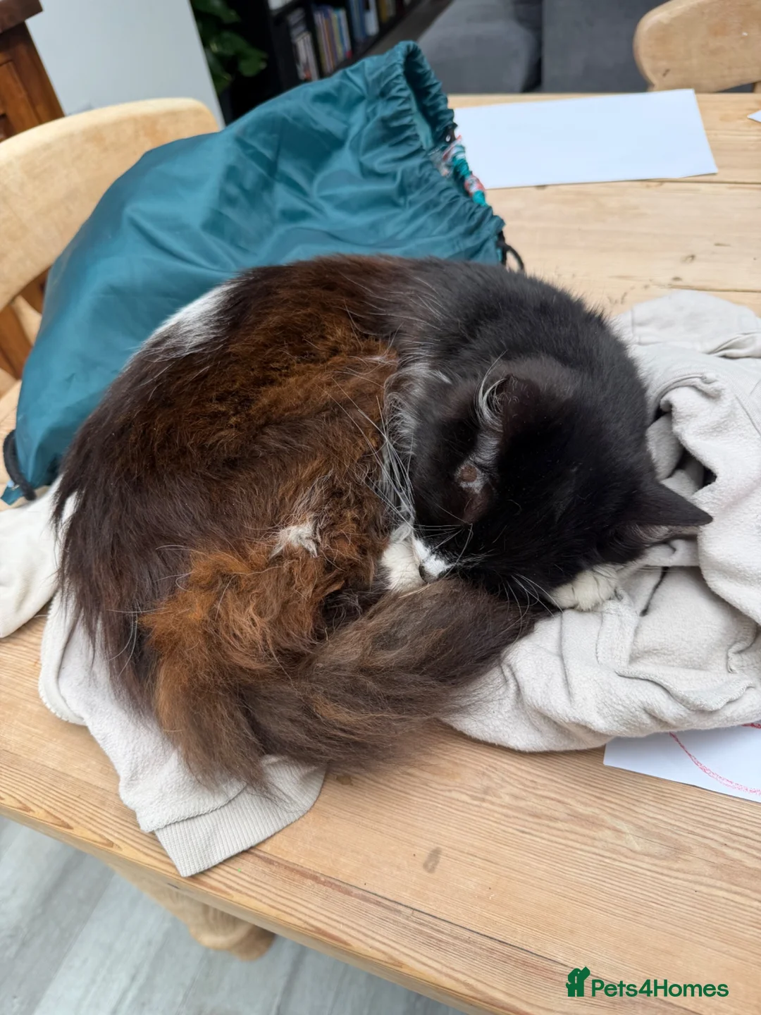 Mixed Breed cats for sale: Asta the Cat - Advert 7