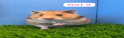 Hamster rodents for sale: Syrian Baby Hamsters Female Male Pedigree  - Advert 3