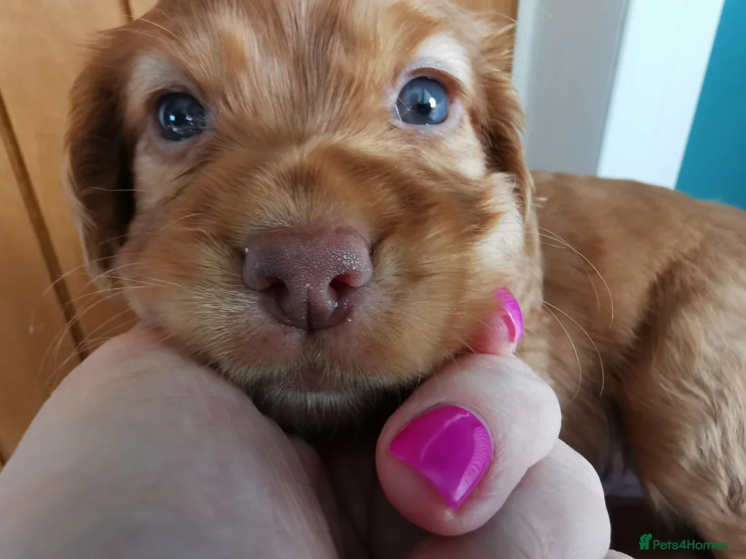 Cocker Spaniel dogs for sale: FTCH Pedigree Working Cocker Spaniels  - Advert 17