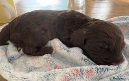 Mixed Breed dogs for sale: Australian Labradoodle Pups. READY 30th October  - Image 6