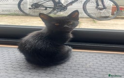 Mixed Breed cats for sale: Cute cuddly Kittens - Image 3