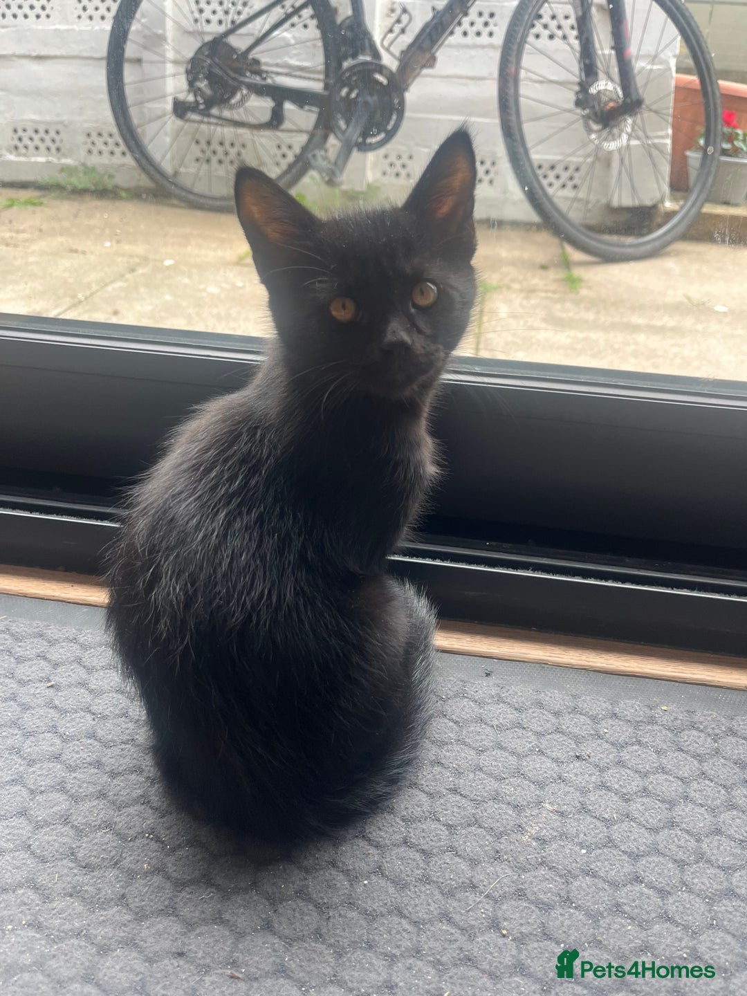 Mixed Breed cats for sale: Cute cuddly Kittens - Image 3