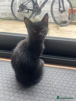 Mixed Breed cats - Advert 1