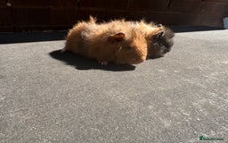 Guinea Pig rodents for sale: Stunning baby male guinea pigs  - Image 8